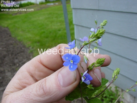 speedwell, germander